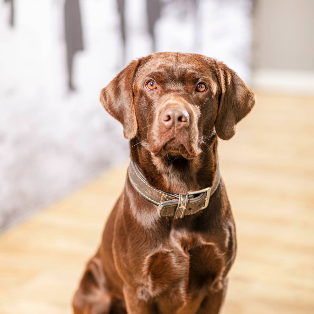 Teamhund im Immobilienbüro im Sauerland